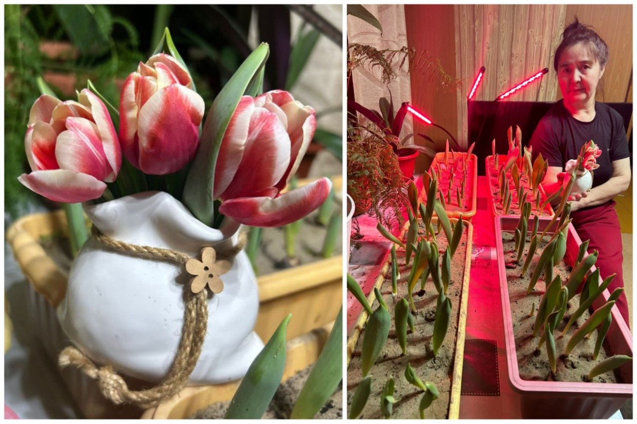 «Тюльпаны – моя мечта!»: У жительницы Горного улуса распустились диковинные цветы