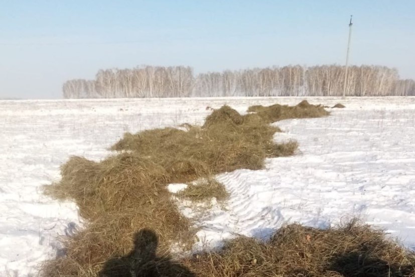 В Сибири целый город окружили забором из сушёной травы
