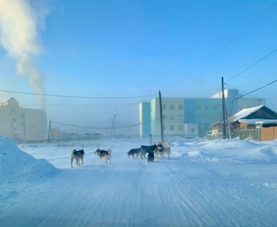 Стаю агрессивных собак заметили вблизи детского сада в Покровске