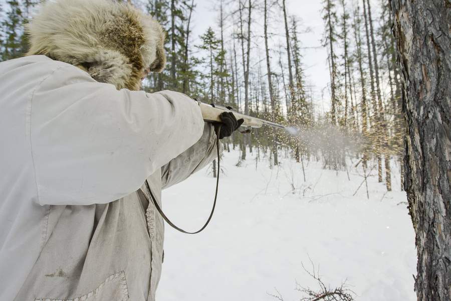 В Томпонском районе мужчина заработал 450 тысяч рублей на добыче волка. Там самая большая популяция хищника в Якутии
