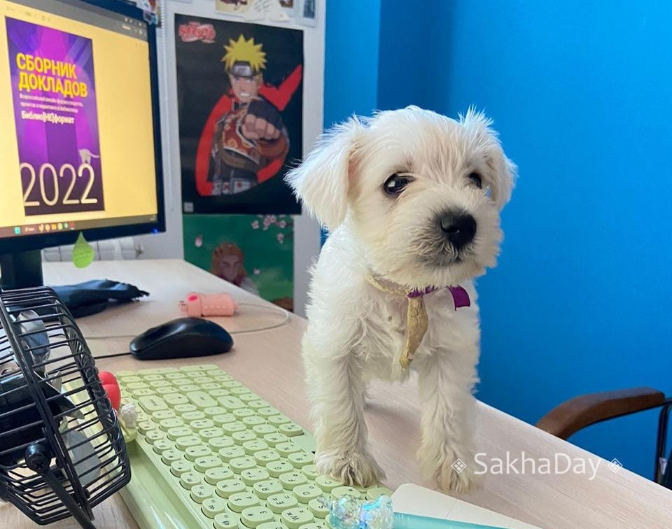 «Стажер Шелли»: В Якутске щенок устроился на работу в библиотеку