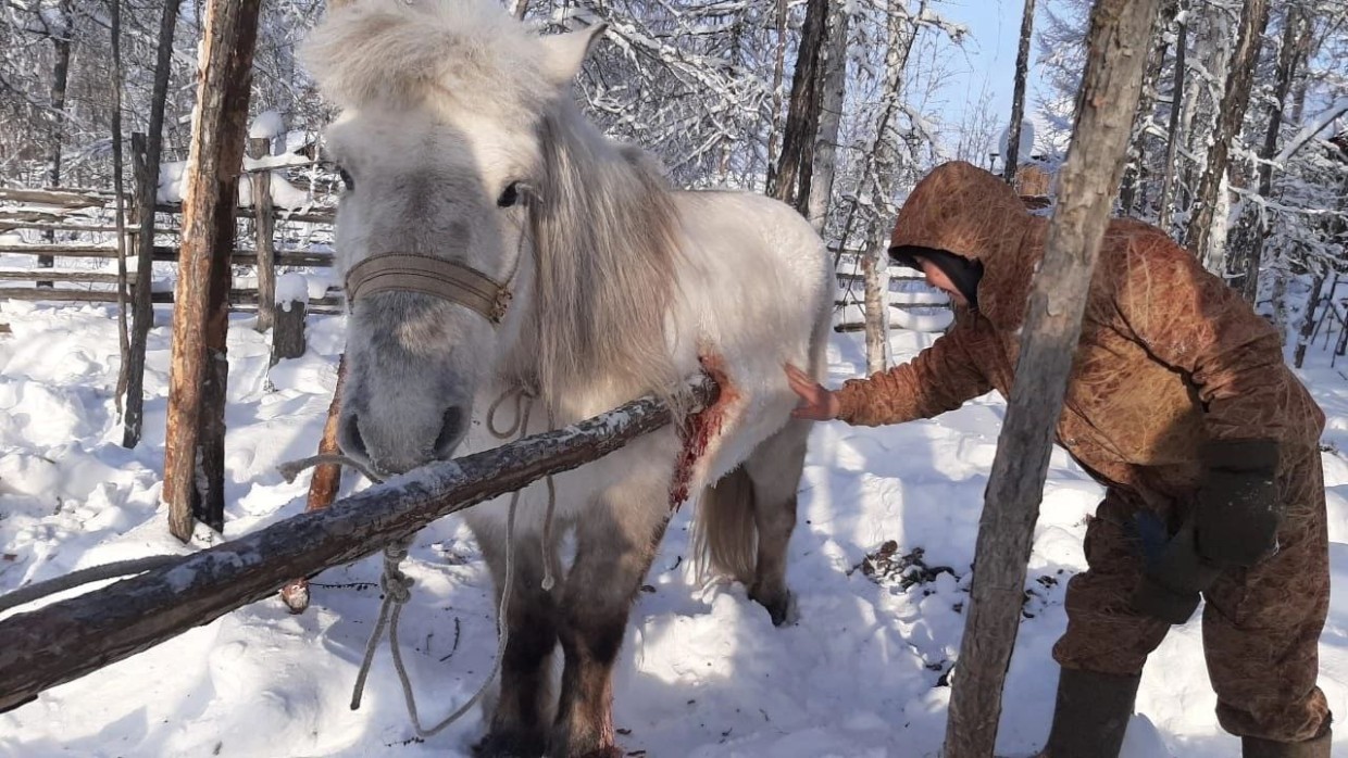 В Вилюйском районе ветеринары спасли лошадь, в которую вонзилось упавшее дерево