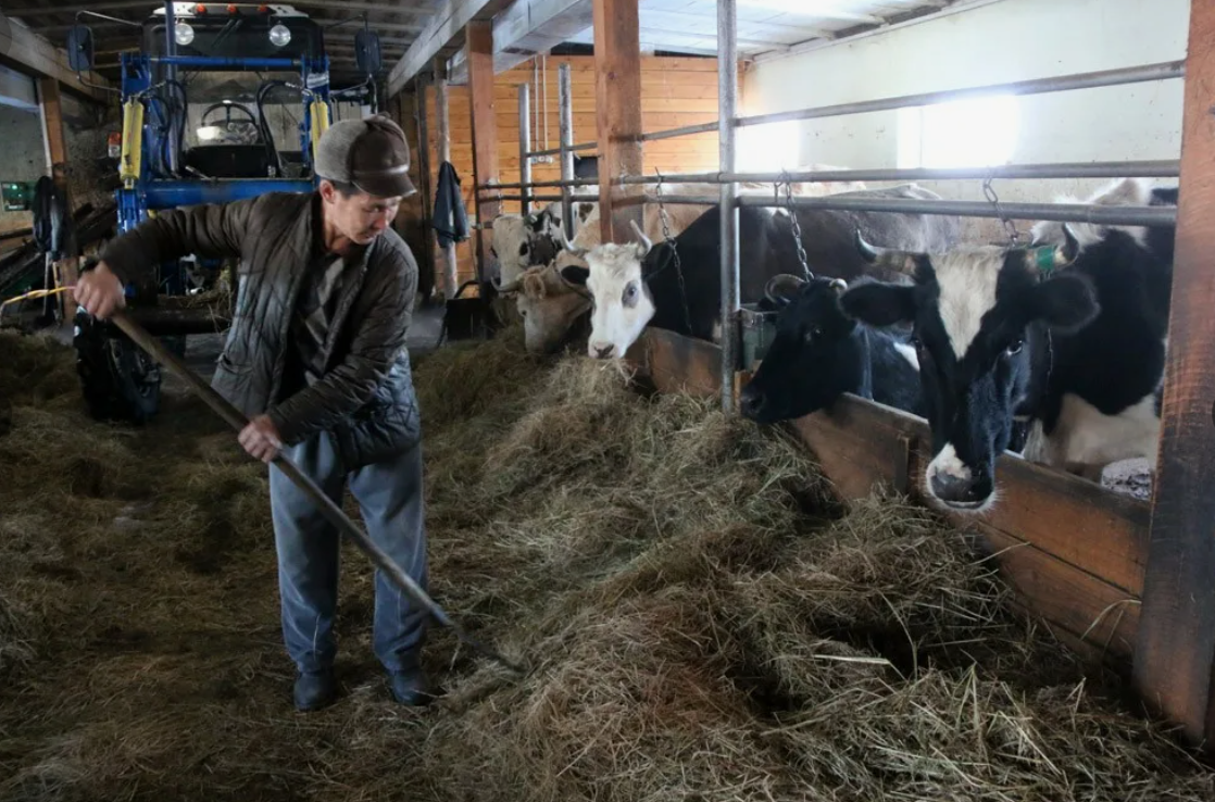 Якутия — лидер по количеству фермеров. Но поголовье скота и лошадей снижается каждый год