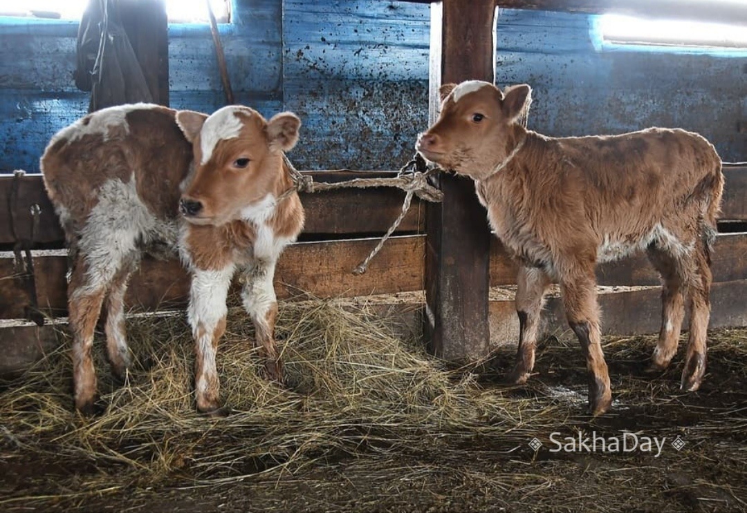 Якутский ученый хочет внедрить ЭКО для коров ради повышения качества поголовья