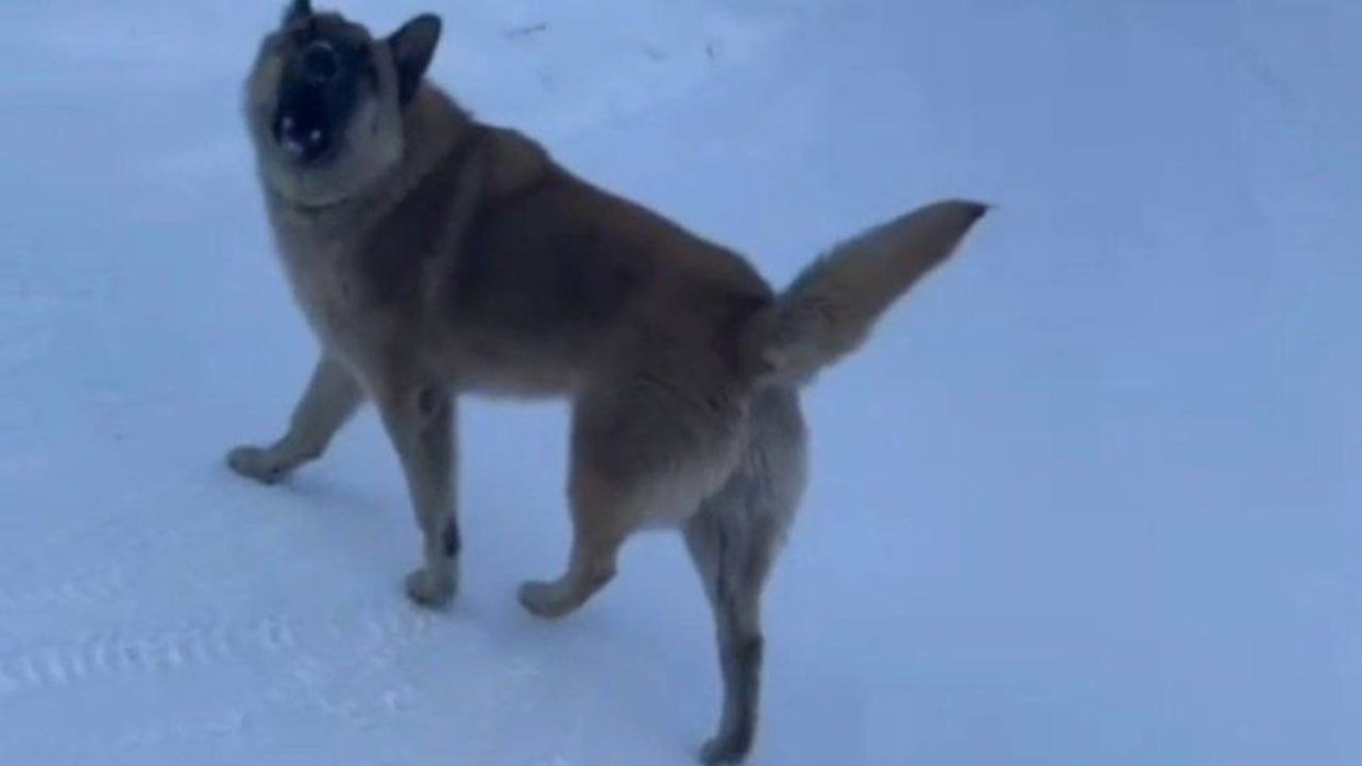 В Якутске пытаются отловить агрессивную собаку, облаявшую женщину с ребенком