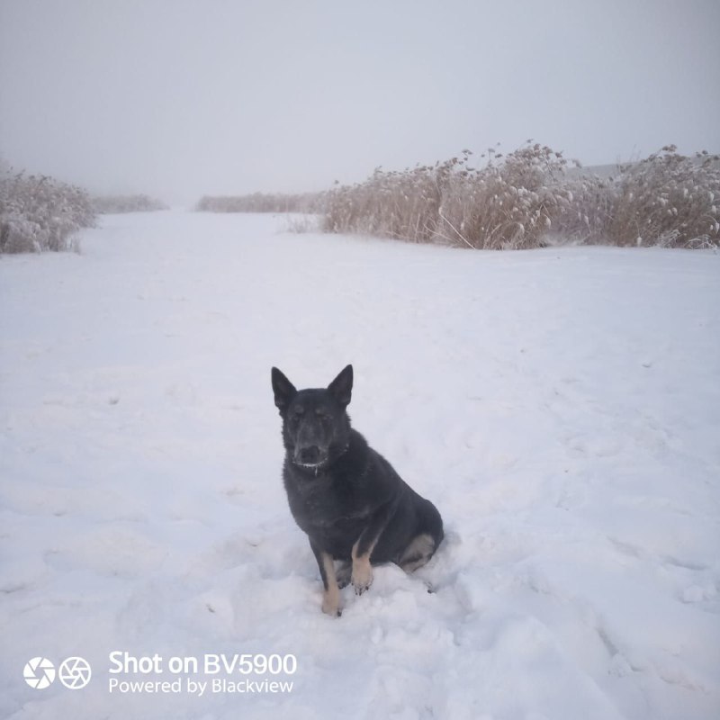 В Якутске служебная собака помогла найти преступников, совершивших нападение на продуктовый магазин