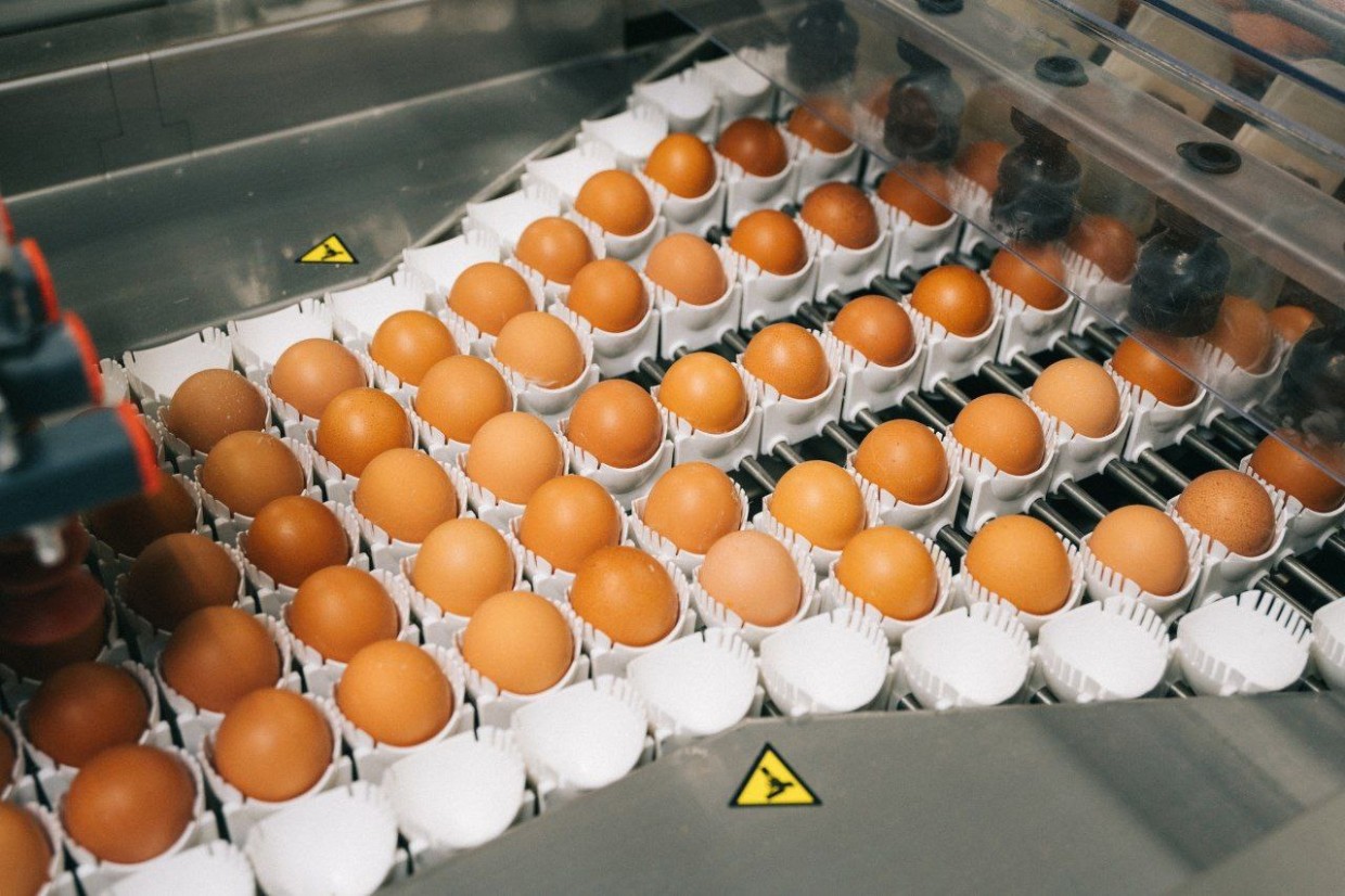 Где местные яйца? В Якутской птицефабрике сообщили о причинах повышенного спроса