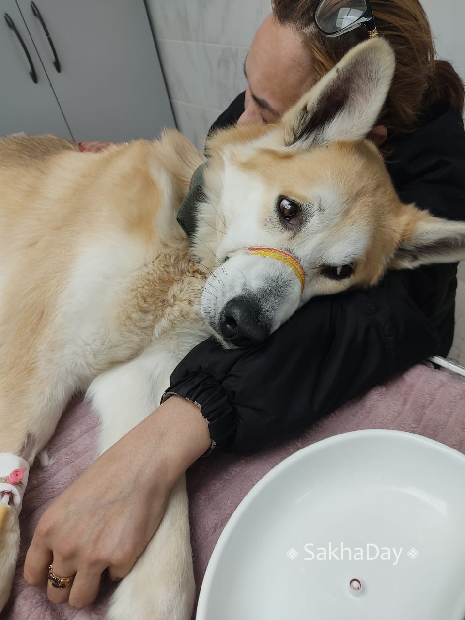 В Якутске "говорящий" пес Догор госпитализирован с отравлением