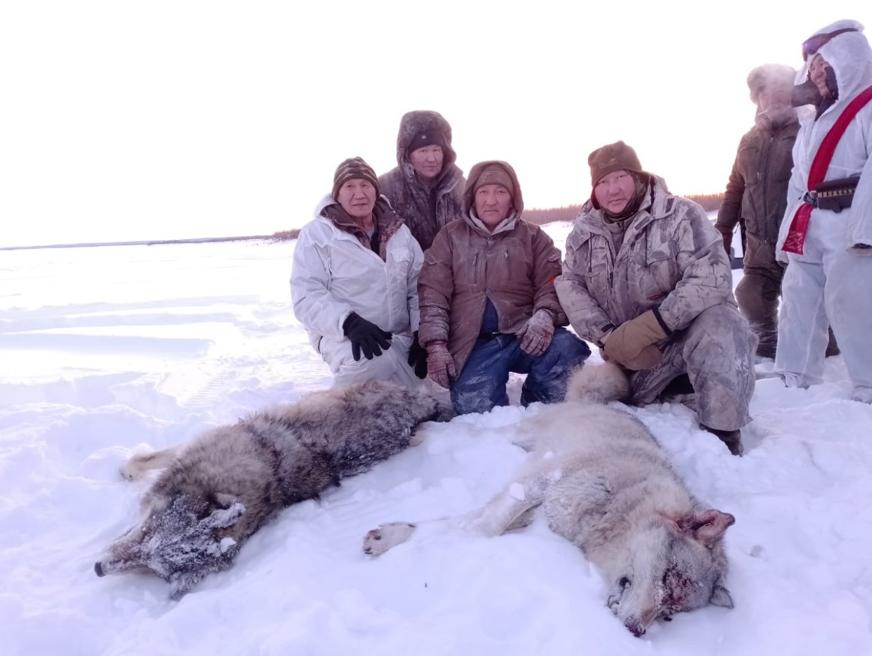 В Намском улусе охотники убили двух волков, обитавших у села Харыялах