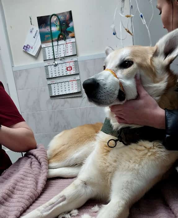 В Якутске скончался «говорящий» пес Догор