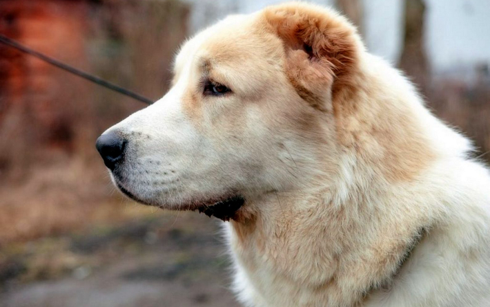 Алабай укусил ребенка в Якутске