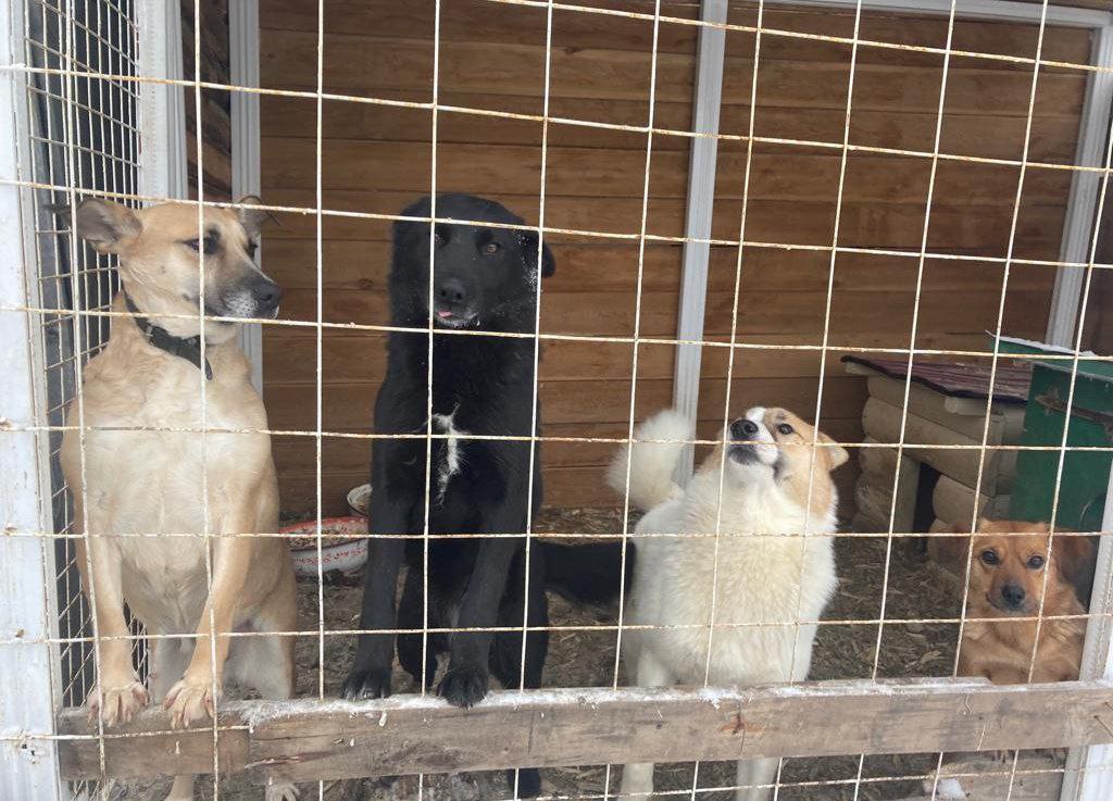 В Якутии на бездомных собак потрачено 94,4 миллиона рублей