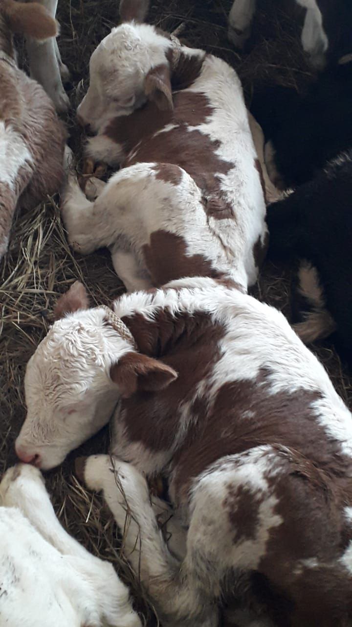 В хозяйстве якутян Игнатьевых, получивших в дар корову от Путина, родились Джиджи и Белла Хадид