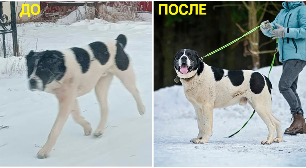 Агрессивный алабай из Жатая нашел хозяев в Москве