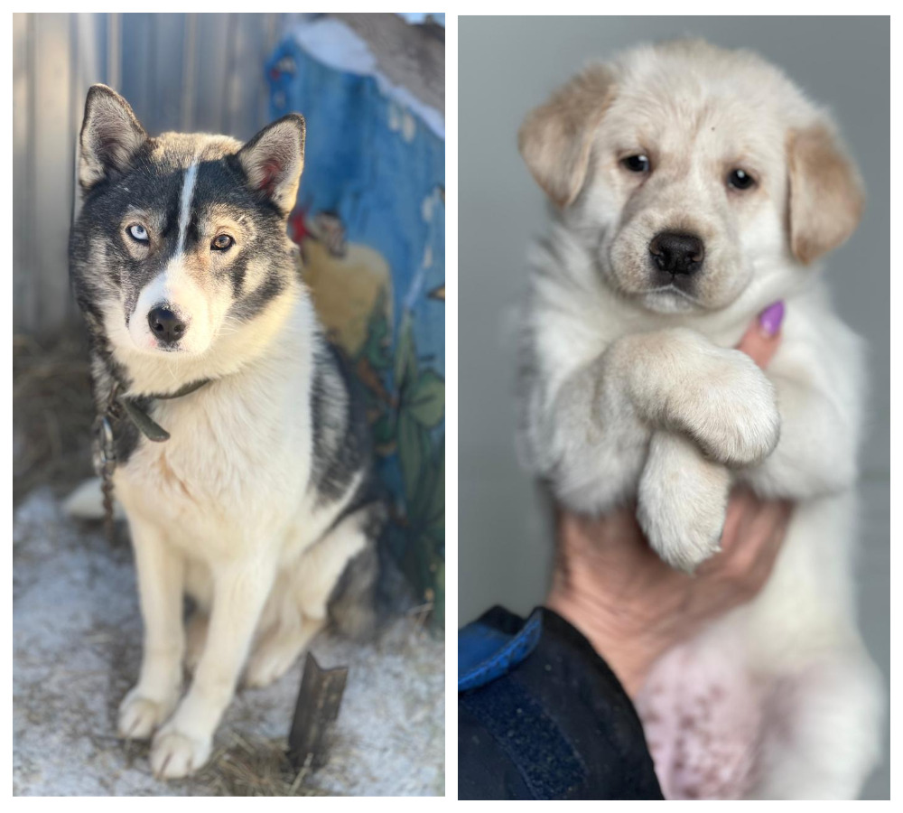 Якутские депутаты предложили умерщвлять собак через месяц. В приюте считают, что это противоречит закону