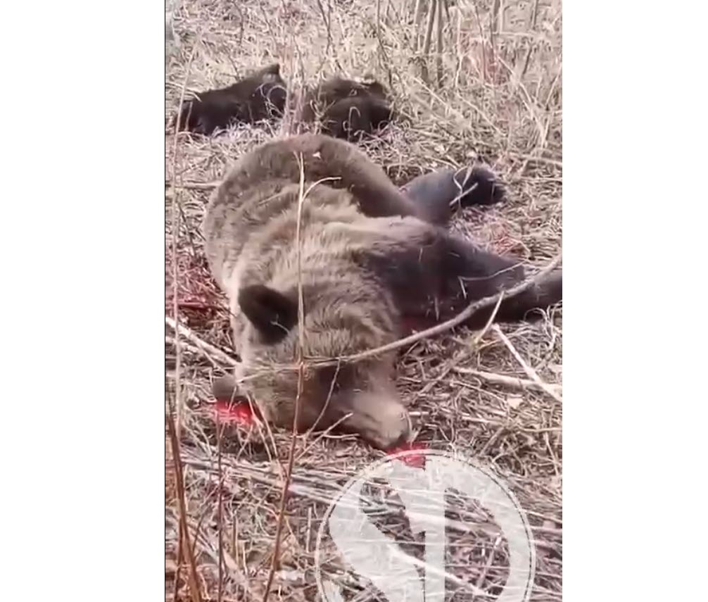 «Медведицу добыли охотники из Юнкюря, медвежат задрали собаки», — семейство косолапых, замеченное рядом с Олекминском, убито