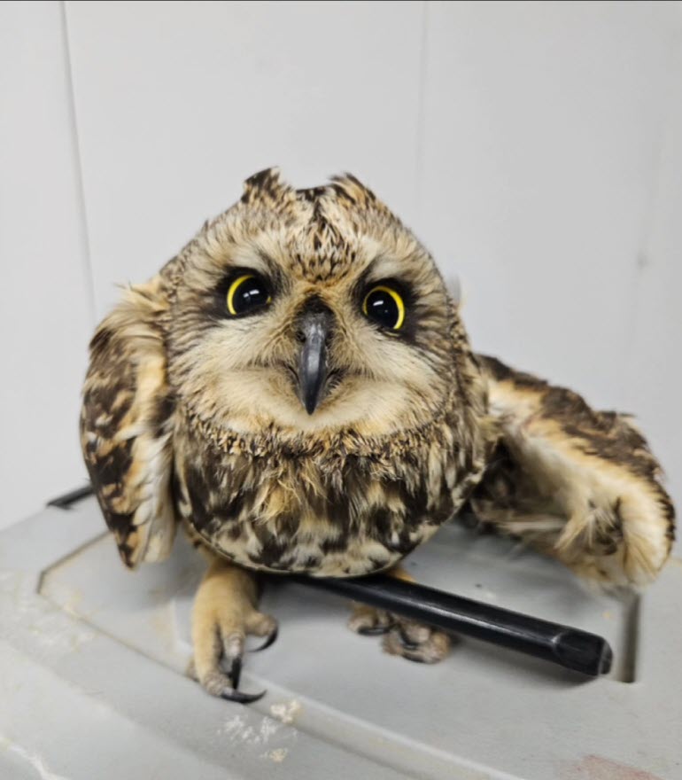 В Якутии спасли сову, запутавшуюся в колючей проволоке