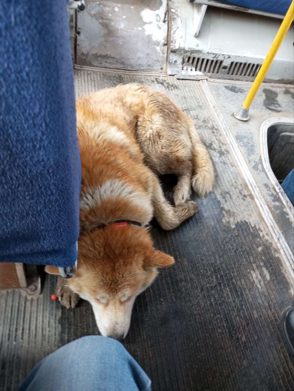 В Якутске потерялся пес. Байаная видели катающимся на разных автобусных маршрутах