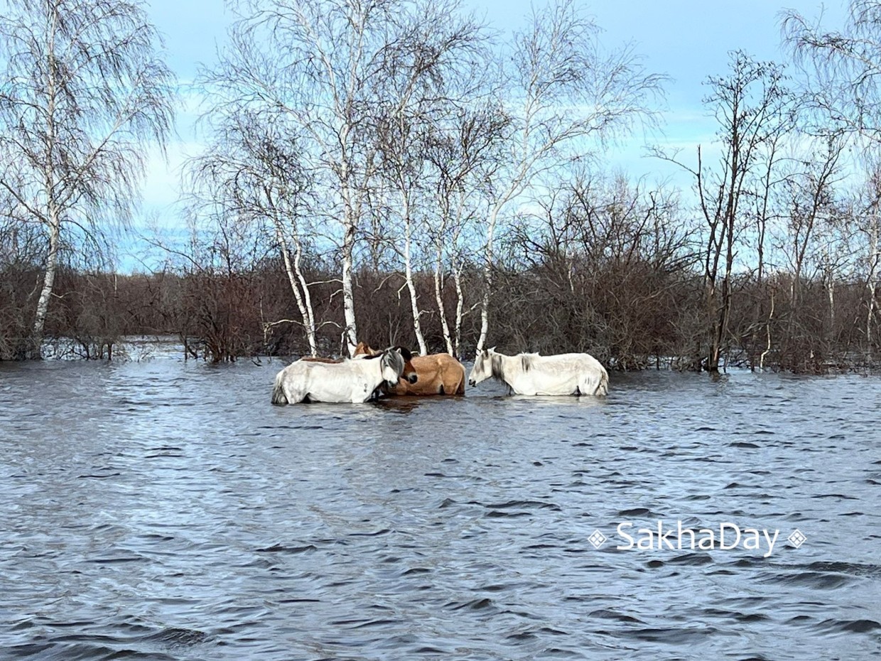 «Лошади ушли под воду на глазах»: Семья из села Бютяй-Юрдя Намского улуса потеряла все поголовье