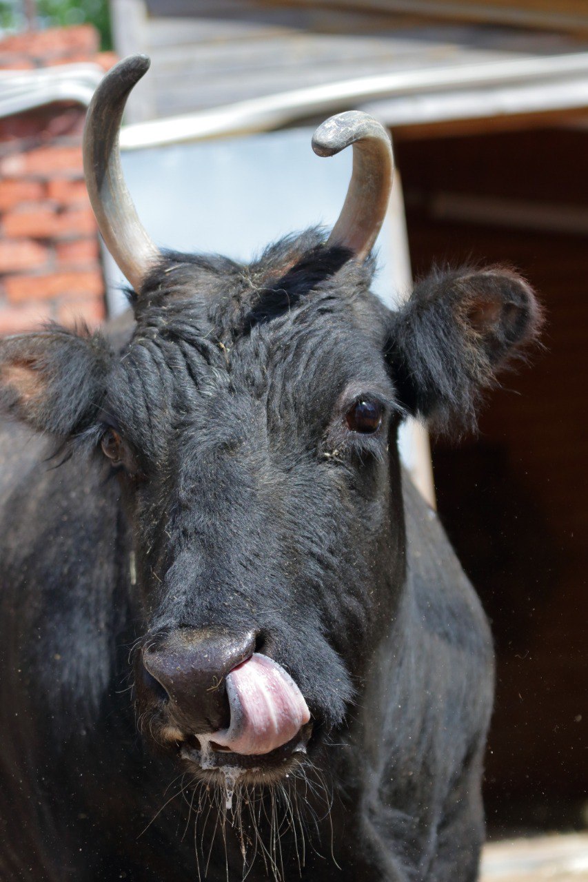 В Ленинградском зоопарке объяснили плачевное состояние коровы Сахаи ее пожилым возрастом