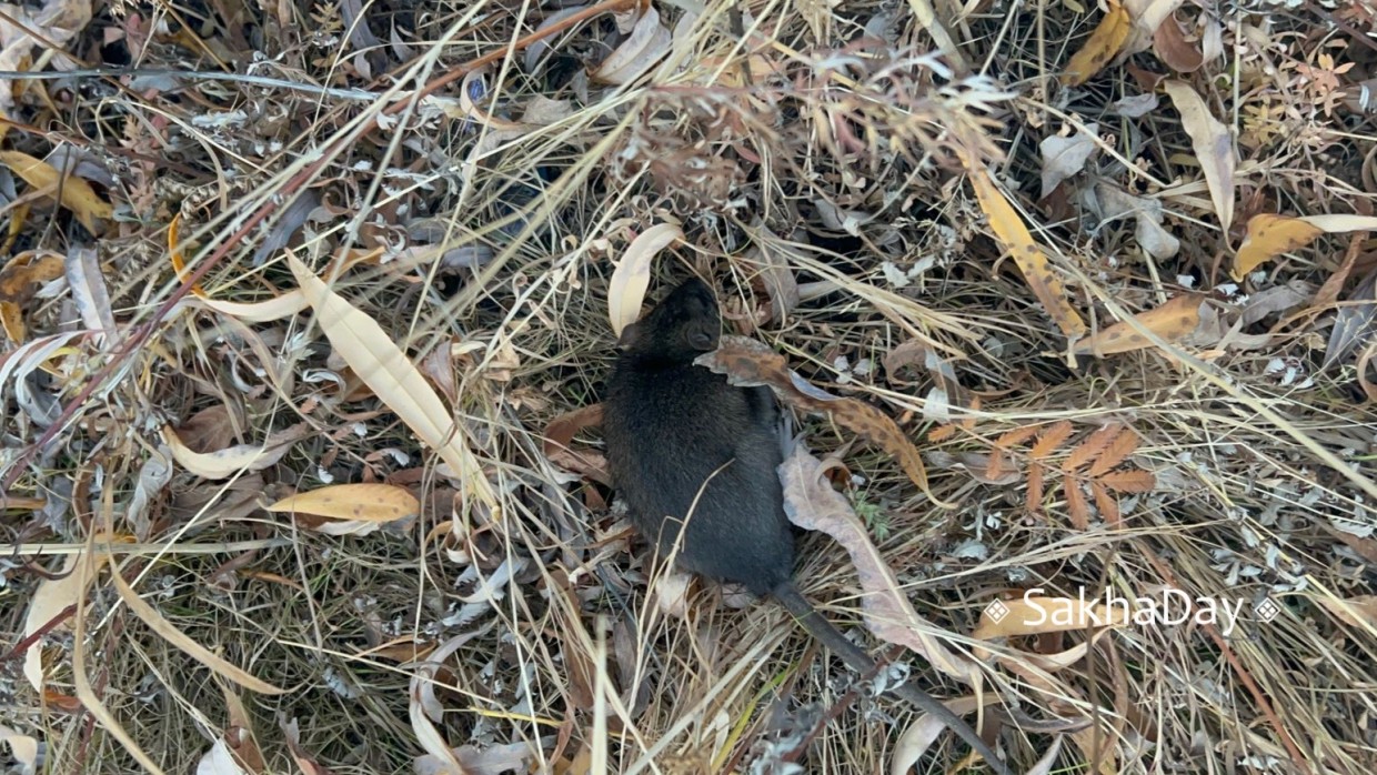 Крысы в Якутске: как переселились в советские годы и угрожают городу в наши дни