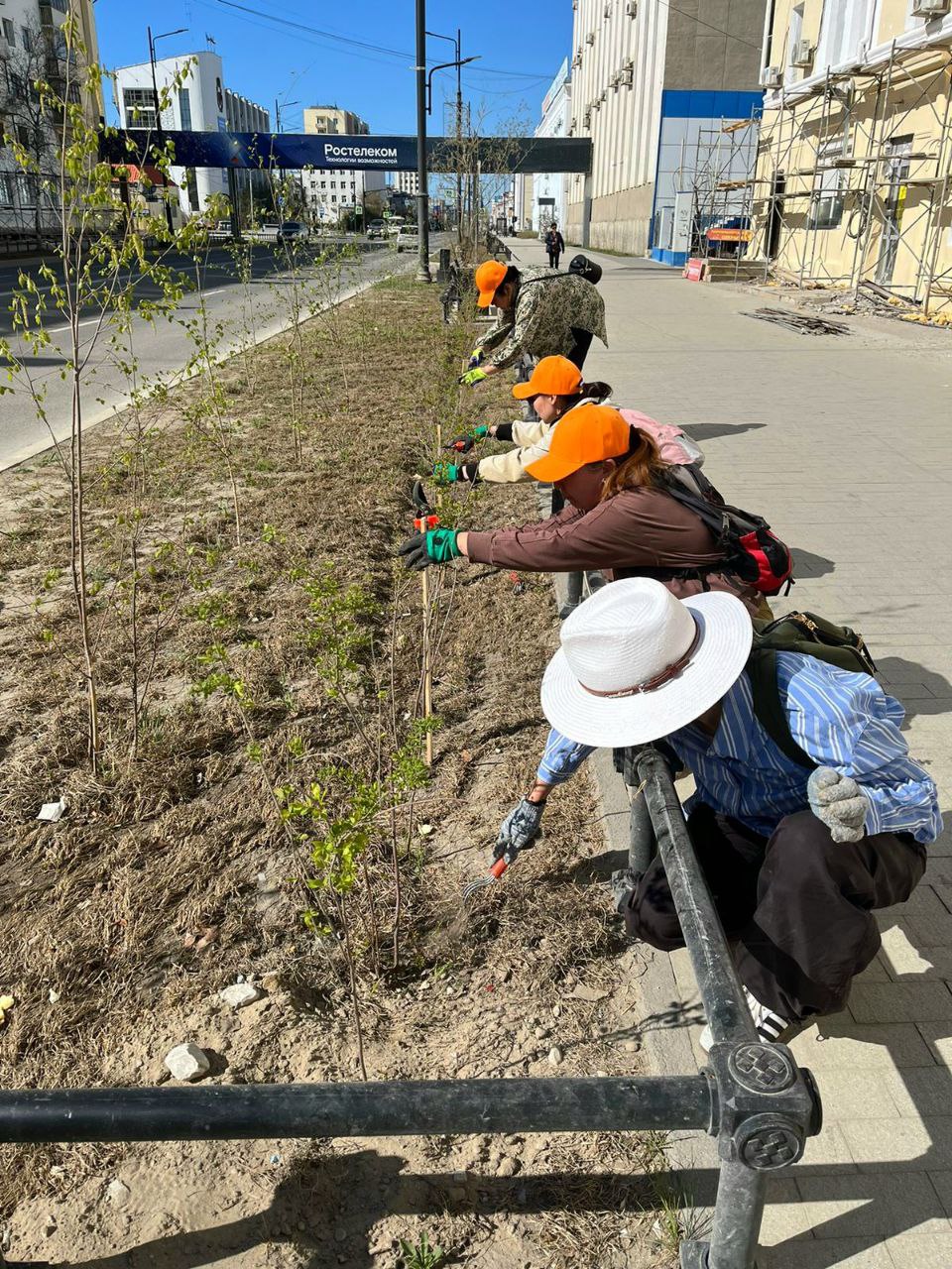 Мэрия Якутска: Всего по проспекту высажено более 5,5 тысячи деревьев и кустарников