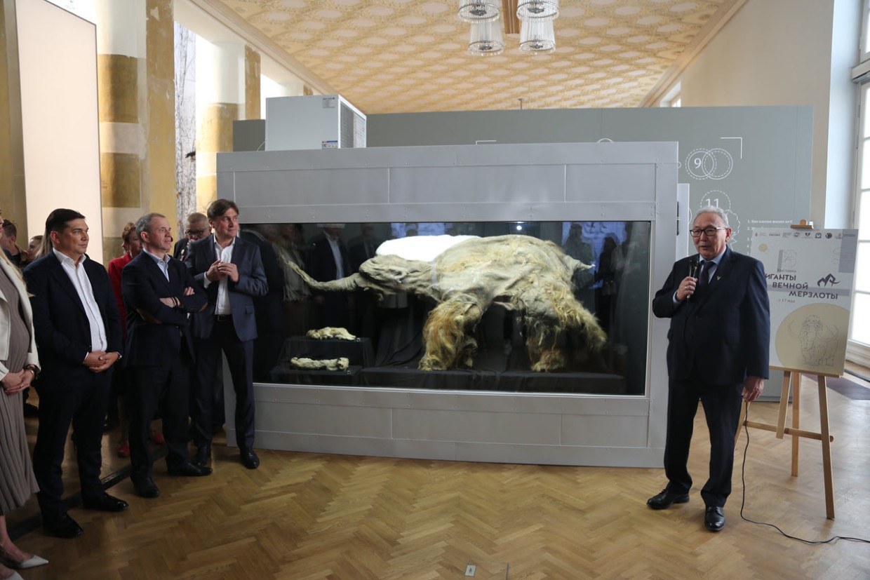 В Москве показали криокамеру с мамонтенком Юкой