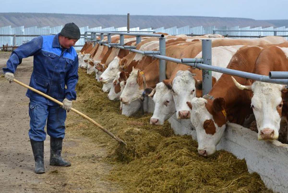 В Якутии сельские жители перестают держать коров из-за выгорания
