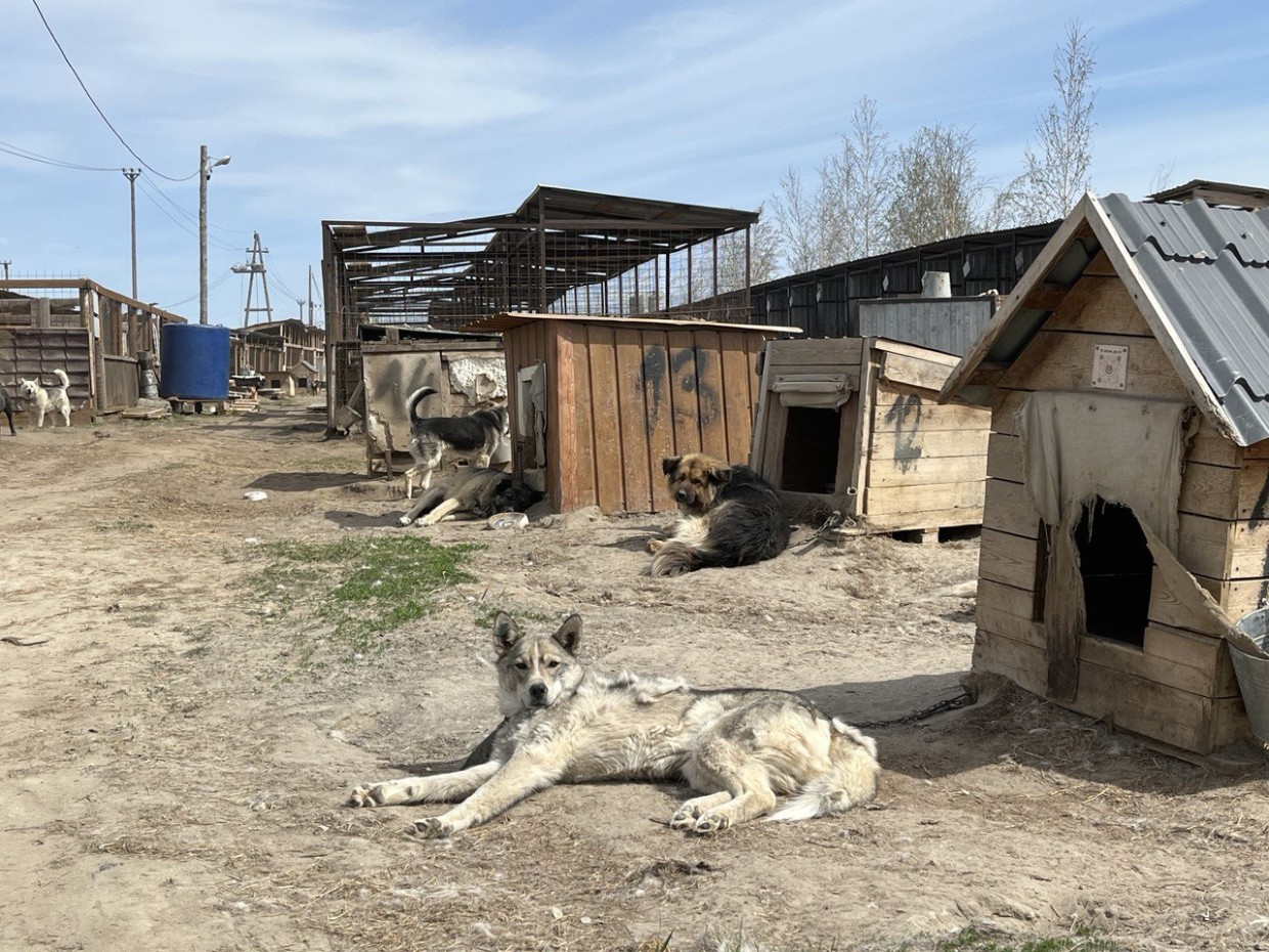 В Якутии принят закон об эвтаназии бездомных собак
