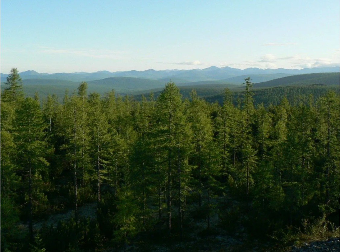 В Якутии введен режим чрезвычайной ситуации в лесах регионального характера, возникшей вследствие лесных пожаров