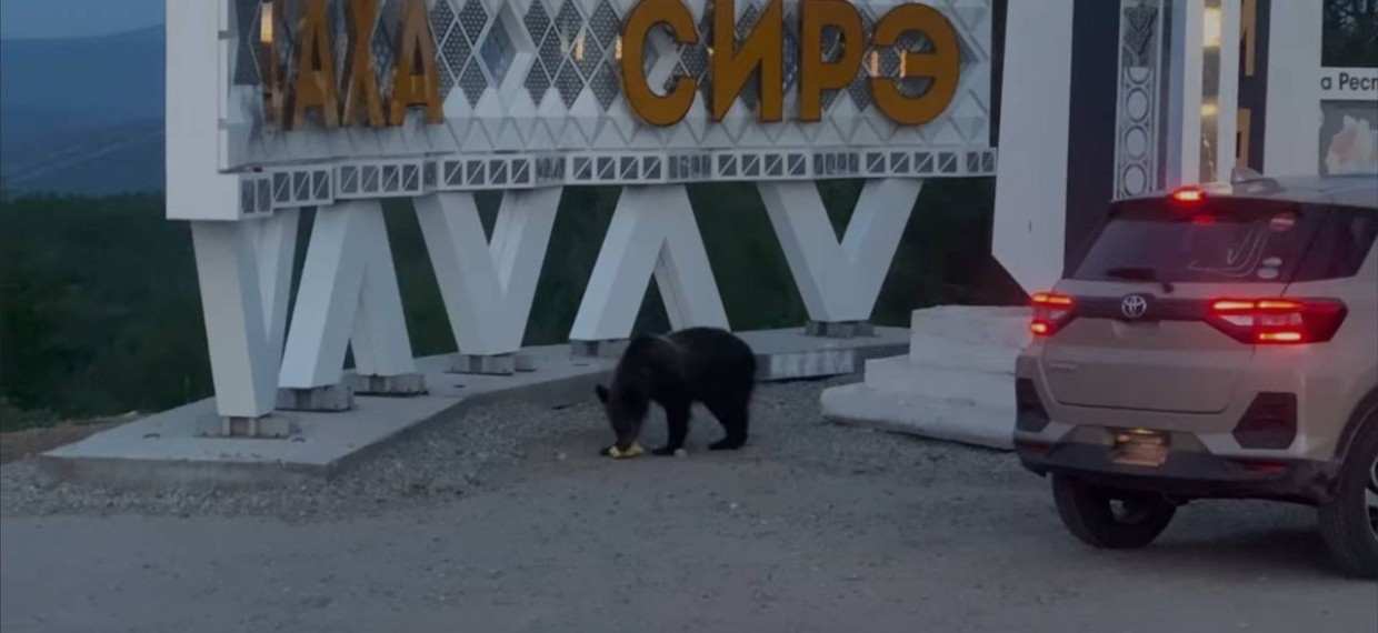 Власти Нерюнгринского района не планируют ликвидировать медведя, вышедшего к стеле на границе Якутии и Амурской области