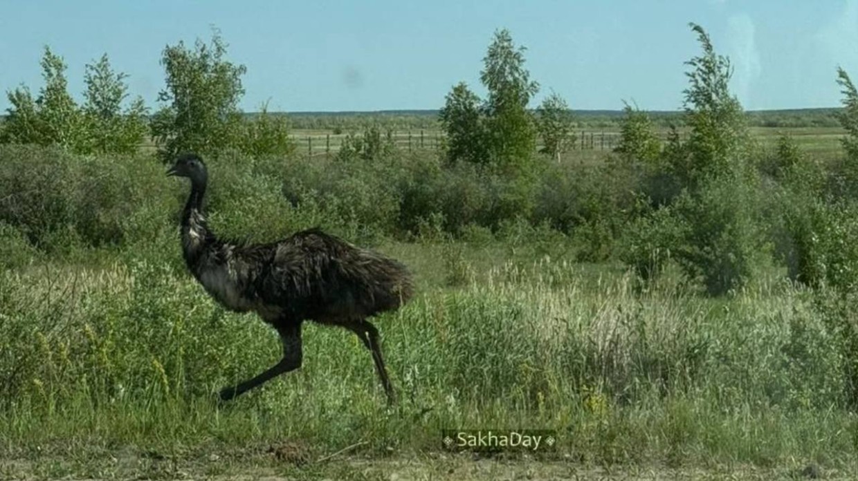 С фермы в пригороде Якутска сбежали два страуса