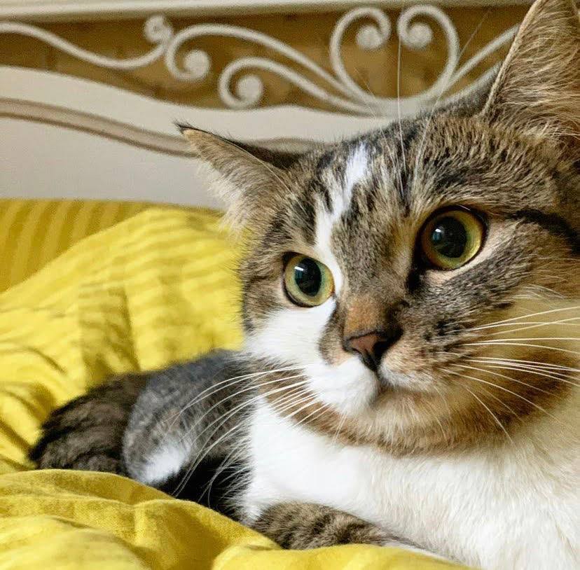 На борту самолета, летевшего из Москвы в Турцию, из-за жары погибла кошка якутского пилота