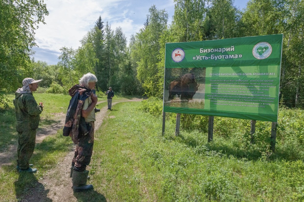 Новости из бизонария в Хангаласском улусе: родилось восемь телят, туристов пока не пускают, цены подорожали