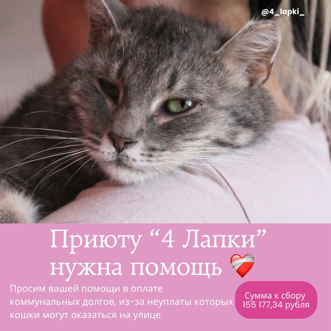 «Добрые предприниматели, отзовитесь!»: Фонду помощи животных «4 лапки» нужна помощь