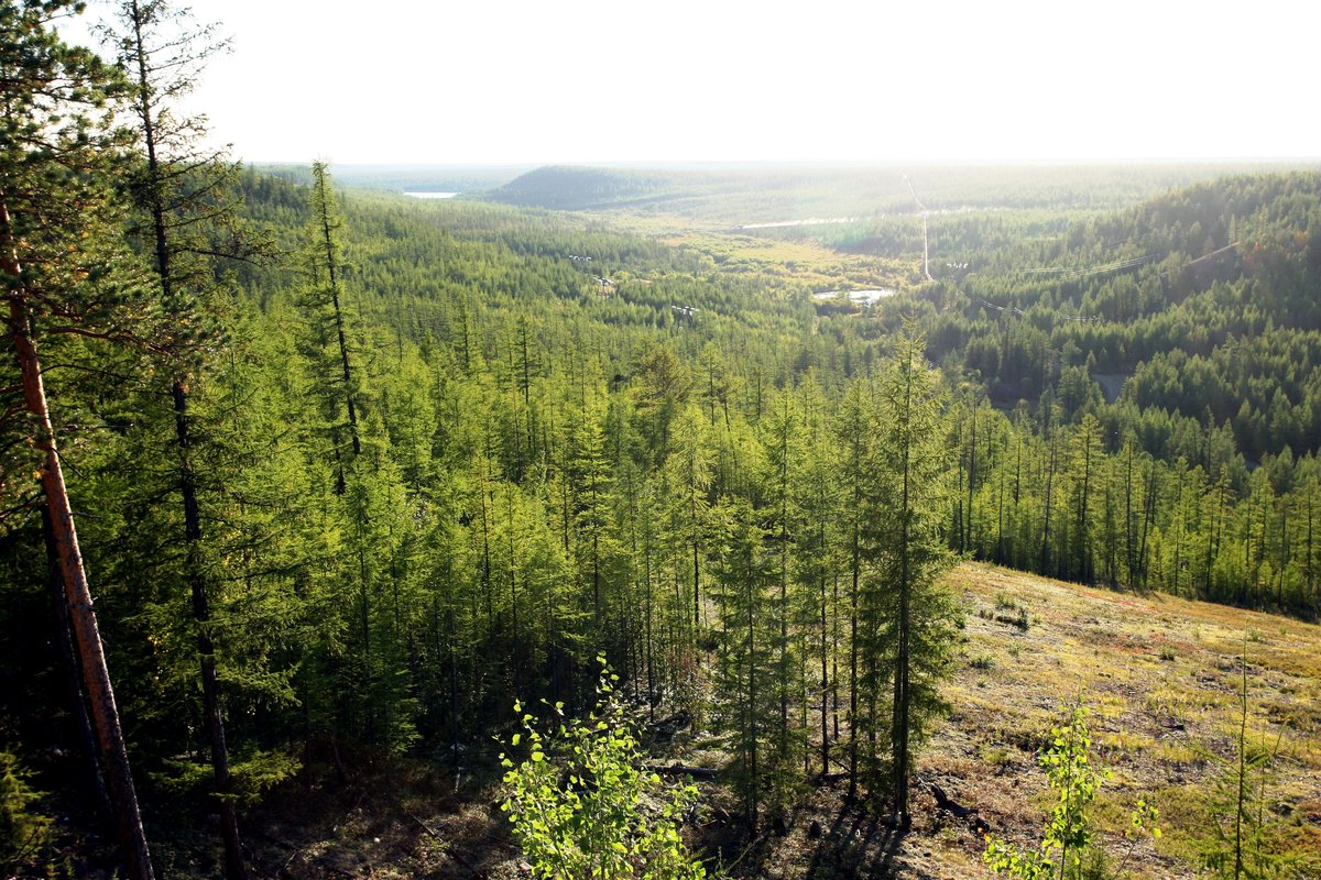 В Якутии за содействие в выявлении виновных в возникновении лесных пожаров  выплачивают денежное вознаграждение