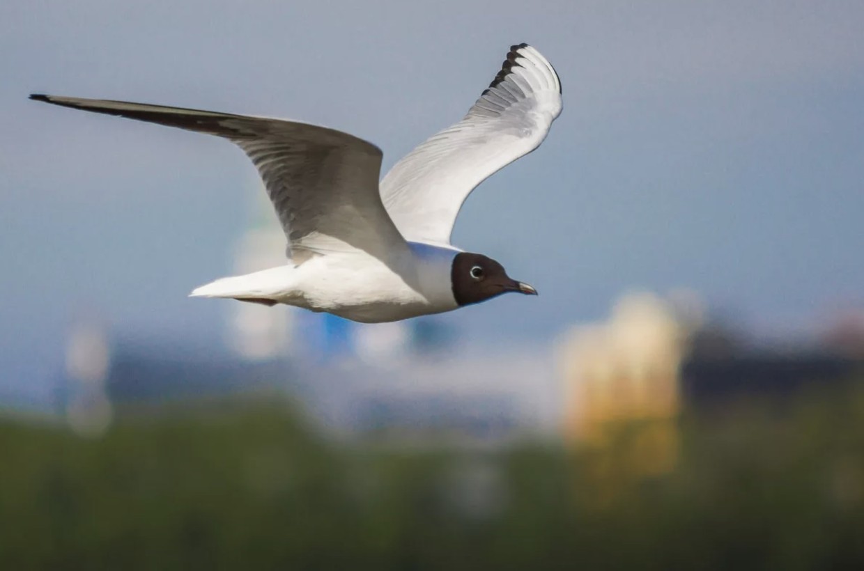 В Якутске фуд-корт городского парка оккупировали чайки. Чем может закончиться для человека перекус в компании этих птиц? И почему их стало так много?
