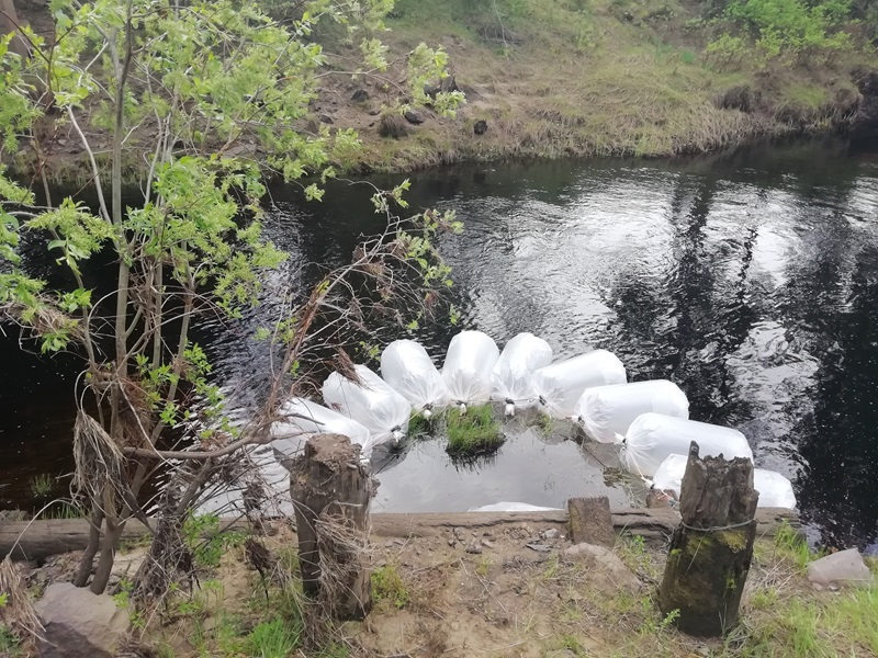 Экологи Nordgold провели очередной этап зарыбления водоёмов Якутии