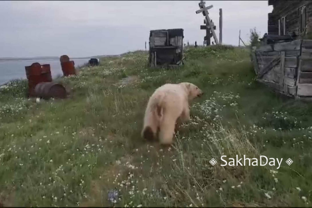 «Белый медведь заглядывает в окна»: В Булунском районе нужна транспортировка хищника из поселения в заповедник