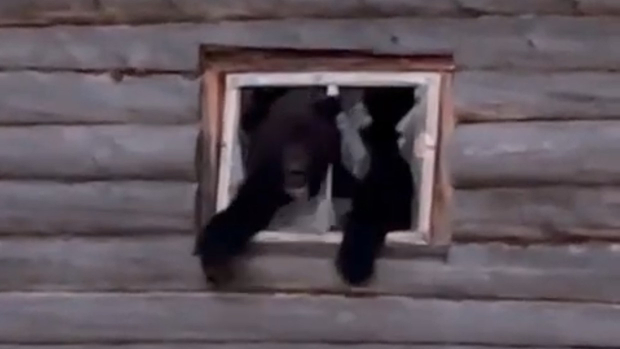 Медведь проник в дом в Амгинском улусе — его удалось застрелить. Пара, снимавшая все на видео, подумала, что домой из леса вернулся кот