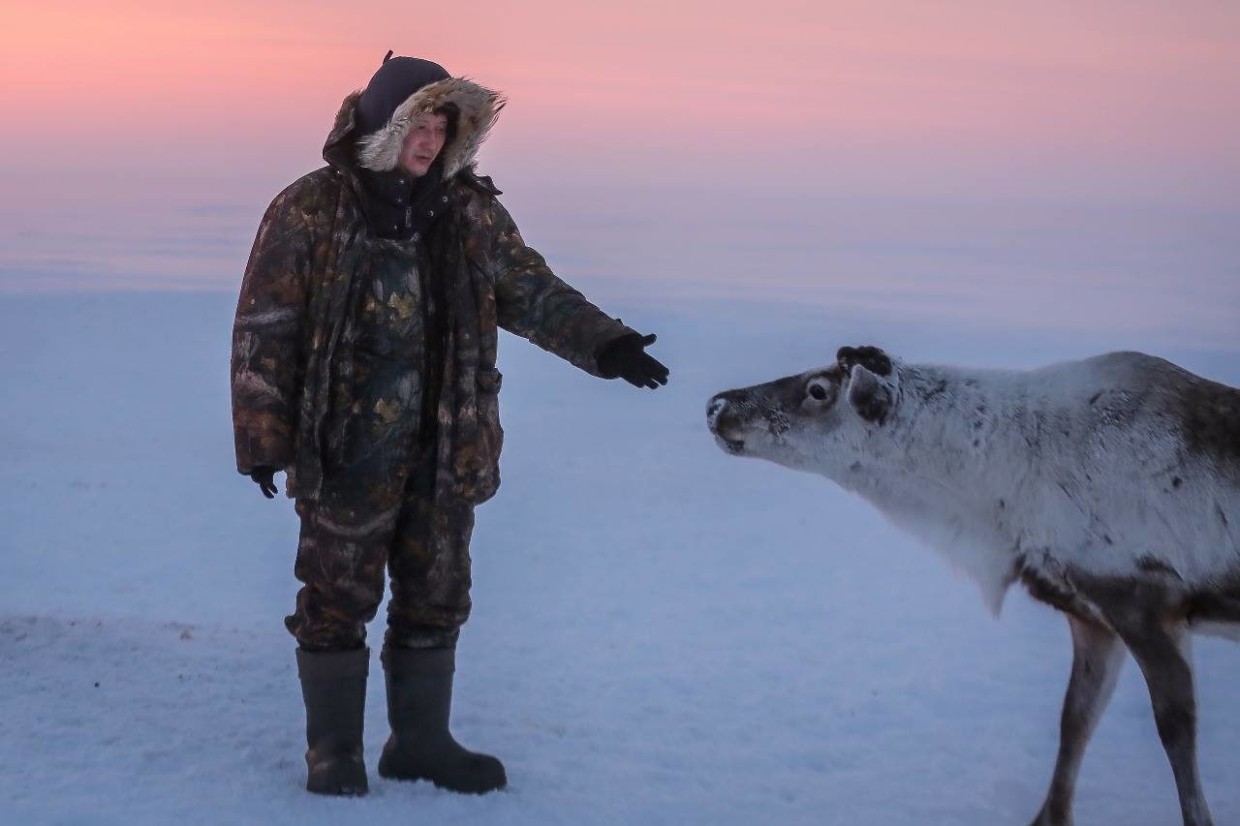 Почему якутяне редко едят оленину? Все дело в отсутствии убойных комплексов