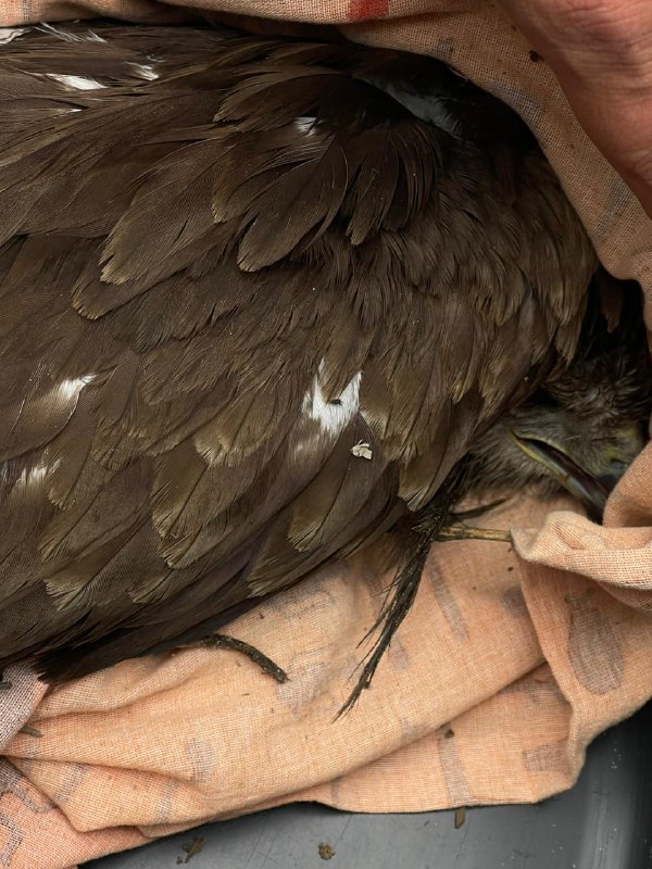 История чудесного спасения коршуна региональным оператором «Якутскэкосети»