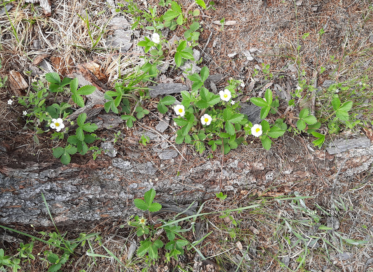Скоро в Амге поспеет «поздняя земляника»