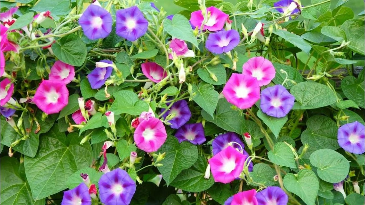 Мята и ипомея трехцветная на даче могут привести к уголовному наказанию
