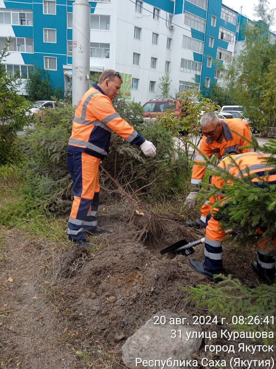 В Якутске провели «спецоперацию» по спасению поврежденной елочки