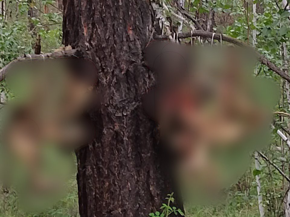 «Нужна экспертиза»: В Якутске нашли трупы животных, висящих на дереве