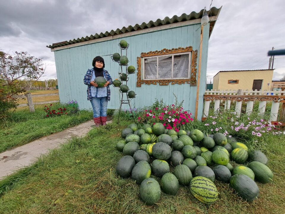 В якутском селе вырастили за лето около 100 арбузов