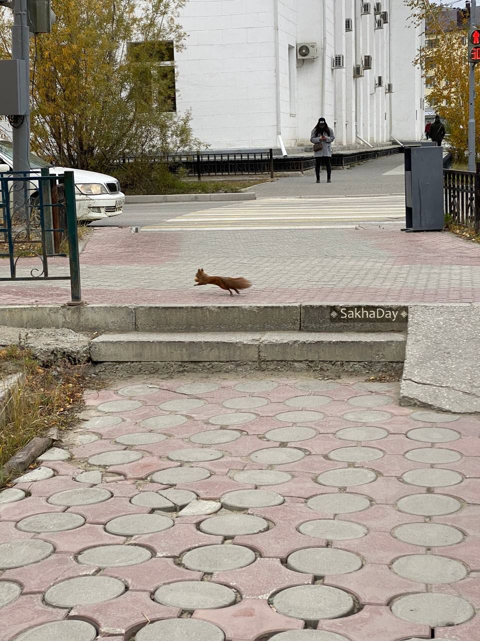 Видеофакт: В историческом парке в Якутске съели белку