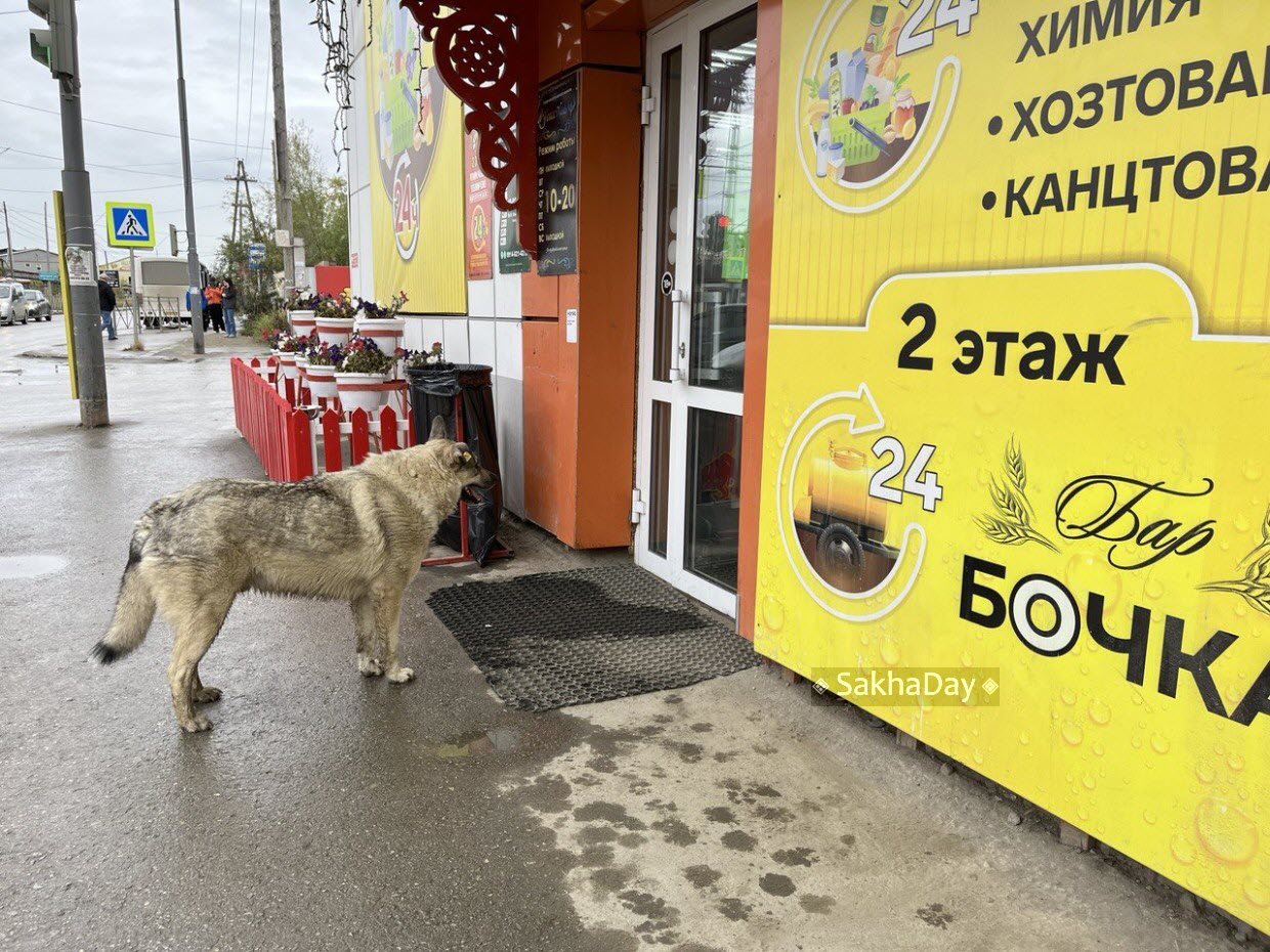 В Якутии владельцев, выгуливающих собак без намордника, будут штрафовать до 20 тысяч рублей