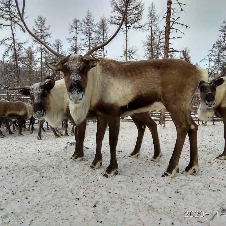 В Якутии дикие олени 